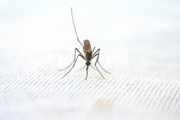 IPTi gegen Malaria: eine vielversprechende Intervention